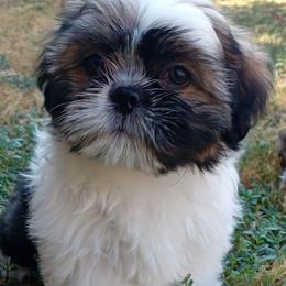 Jim Gym - Black gold and silver male Shih Tzu puppy in Grand Prairie, Texas from R&R Shih-Tzus & Stud Services