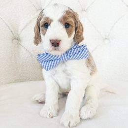 Cove - Parti male Goldendoodle puppy in Sterling, Illinois from Charley's Goldendoodles