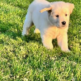 Golden Retriever and Labrador Retriever Puppies from Abels Envy Retrievers