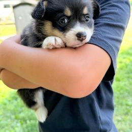 Girl 1 - Black and tan female American Corgi puppy in Rural Retreat, Virginia from Hidden Acres Farm Corgis & Border Collies
