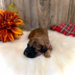 Holly - Wheaten female Whoodle puppy in Merritt, Michigan from Genesis Family Farm