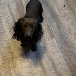 Cash - Dachshund