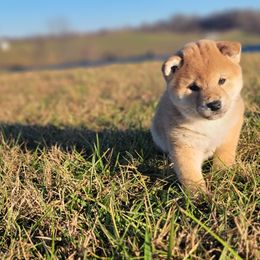 Vodka - Shiba Inu puppy in Ohio from Anteiku Shiba Inu