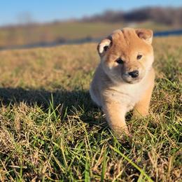 Vodka - Shiba Inu puppy in Ohio from Anteiku Shiba Inu