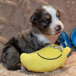 Merle Haggard - Blue merle male Toy Australian Shepherd puppy in Shepherd, Texas from GAMALA Farm & Kennels