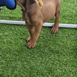 Zeke pink black collar - Rd whtn blk nose male Rhodesian Ridgeback puppy in Gaffney, South Carolina from Circle D Farms