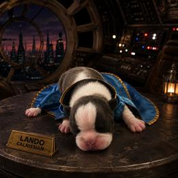 Lando - Blue male Boston Terrier puppy in Kingsport, Tennessee from Irish Heart Bostons