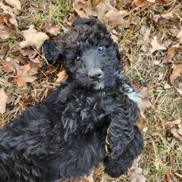 Stitch - Black male Poodle puppy in Thomasville, North Carolina from Gypsy Moon's Legacy
