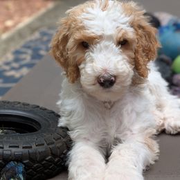 Light Grey Collar - Parti female Goldendoodle puppy in Olympia, Washington from Sinclairdoodles