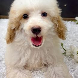 Ice - Parti male Poodle puppy in West Plains, Missouri from The Royal Kennel