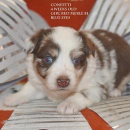 Confetti - Red merle female Miniature Australian Shepherd puppy in Patterson, North Carolina from DreamLine Aussies