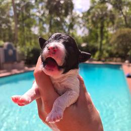 Mr. Wallen - Parti male Poodle puppy in Gainesville, Florida from Alyssa Xxweetdoodles