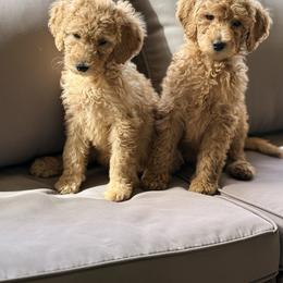 Poodle Puppies from Regal Crest Poodles