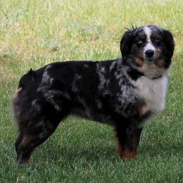 Miniature Australian Shepherd puppies from Gemstone Ridge Mini Aussies