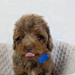 Aussiedoodle Puppies from The Cuddly Dood Ranch