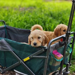 Goldendoodle Puppies from Doodle Love 559