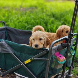 Goldendoodle Puppies from Doodle Love 559