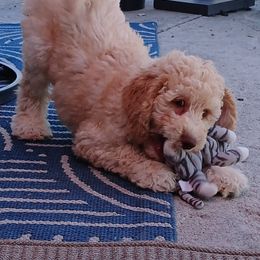 Frosted Mini Wheats - Cream male Goldendoodle puppy in Redmond, Oregon from Bourbon and Lace Doodles