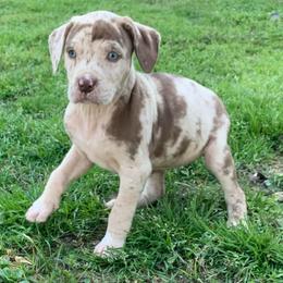 Female 4 - Red merle female Catahoula Leopard Dog puppy in Gadsden, Alabama from Rich Cat’s