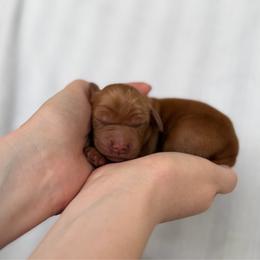 Girl 4 - Golden female Golden Retriever puppy in Salt Lake City, Utah from Deseret Peak Goldens