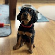 Boy 5 - Gordon Setter puppy from Jodi's Kennel