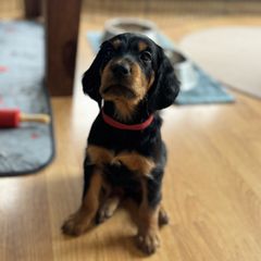 Boy 5 - Gordon Setter puppy from Jodi's Kennel