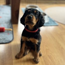 Boy 5 - Gordon Setter puppy from Jodi's Kennel