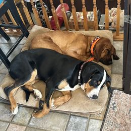 Greater Swiss Mountain Dog All Grown Up from Bugyal Kennel