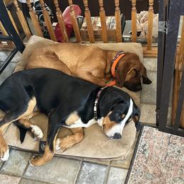 Greater Swiss Mountain Dog All Grown Up from Bugyal Kennel