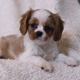 Cavalier King Charles Spaniel Puppies from Reigning Glory
