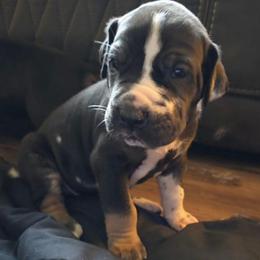 PRINCE Blanketed harlequin tan point - Harlequin male Great Dane puppy in Port Clinton, Ohio from LakeSide Danes
