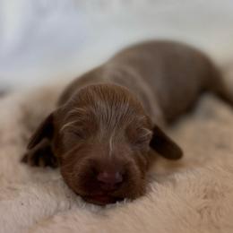 Sprout - Fawn (isabella) and tan male Dachshund puppy in Wallingford, Kentucky from Hensley Homestead Dachshunds