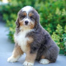 Tide (socialization program grad) - Merle male Bernedoodle puppy in Dundee, Ohio from Down Home Doodle