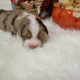 Australian Shepherd Puppies from SugarWood