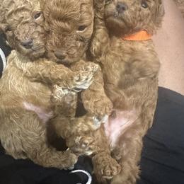 Poodle Puppies from CashEuro Poodles