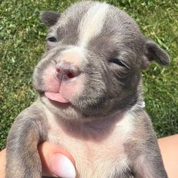 Moana - Lilac tri-color female Bulldog puppy in Harvard, Illinois from Bramble & Brute Canines