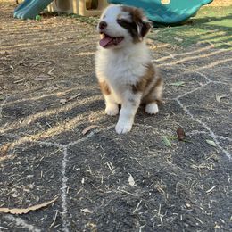 Sandy - Red merle female Australian Shepherd puppy in Red Bluff, California from Dream E River Ranch