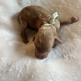 Mint Collar AKC - Red  female Poodle puppy in Powder Springs, Georgia from West Cobb Dogs