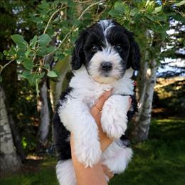 Bo peep - Black and white female Sheepadoodle puppy in Ashton, Idaho from Kerr Kanine Ranch