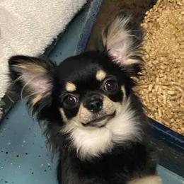 Dena - Chihuahua