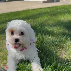 Nola - White female Cavapoo puppy in Omaha, Nebraska from Danielle Elhabbal