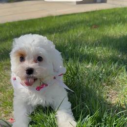 Nola - White female Cavapoo puppy in Omaha, Nebraska from Danielle Elhabbal
