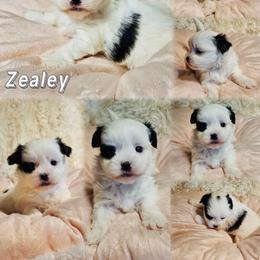 Azalea (Zaley) - White female Mi-Ki puppy in Toronto, Ohio from Shekinah’s Mi-Kis & Cricket Hill’s Westies
