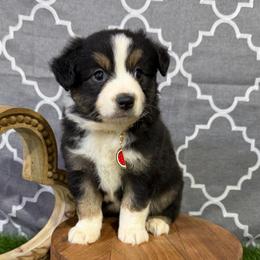 Summer - Black tri female Miniature American Shepherd puppy in Clinton, Missouri from Mockingbirds American Minis