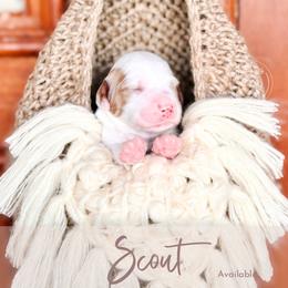 Scout - Cream male Goldendoodle puppy in Mahomet, Illinois from Jordan Family Doodles