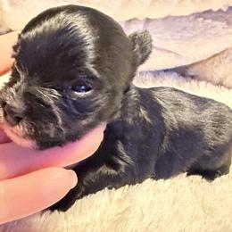 Boy 2 - male Yorkshire Terrier puppy in Centre, Alabama from Sassy Yorkie , miniature schnauzer , Maltese Love of Alabama
