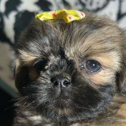 Girl 2 - Brindle female Shih Tzu puppy in Marion County, Tennessee from Jenkins Puppy Paradise