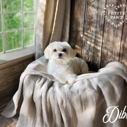 Dibs - Maltese