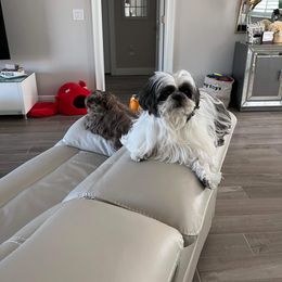 Shih Tzu All Grown Up from Tennessee's Treasured Shih Tzus