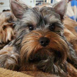 Cashew - Yorkshire Terrier